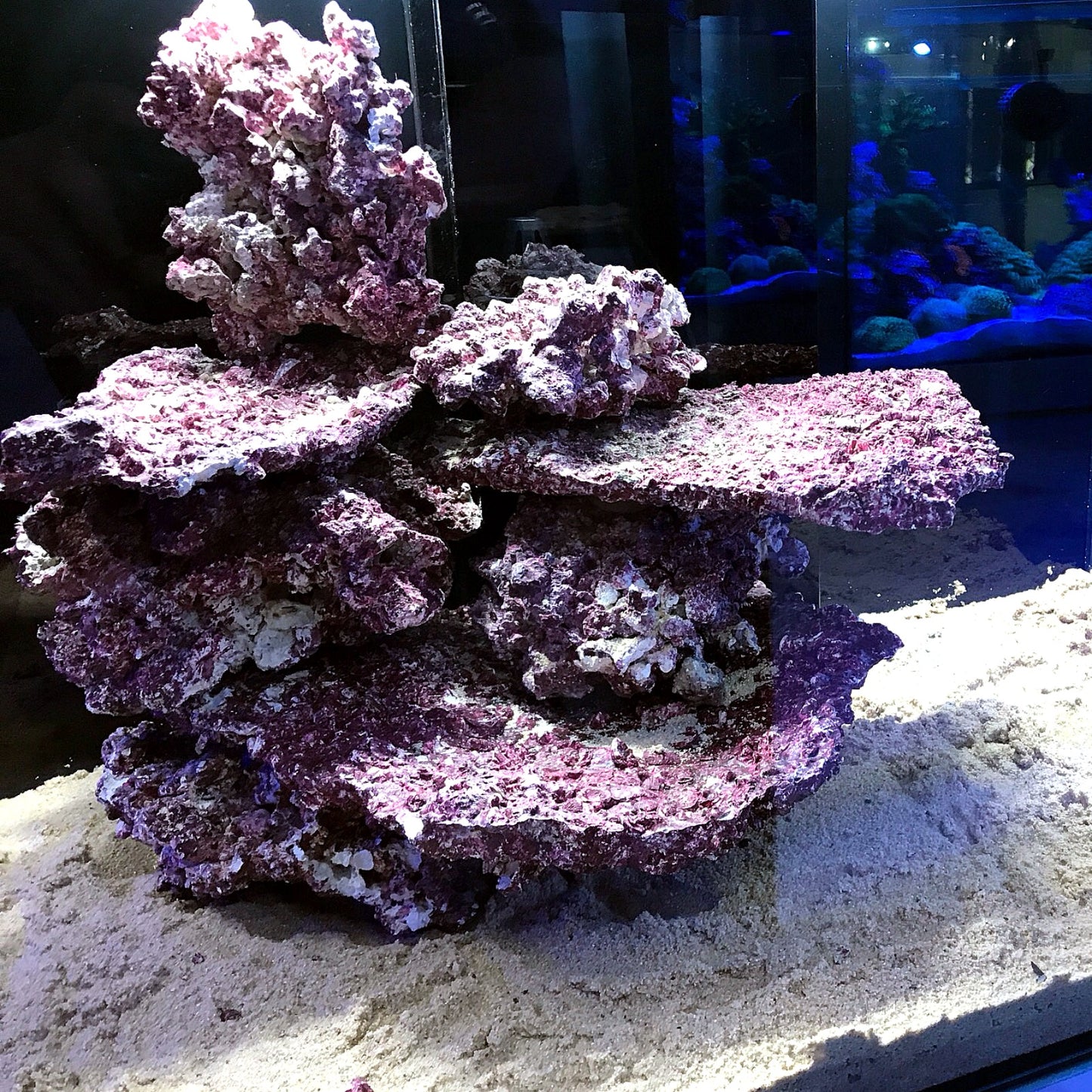 Real Reef Rock SHELF (Marine & African Cichlids ONLY) - per 100g (minimum order of 1kg)