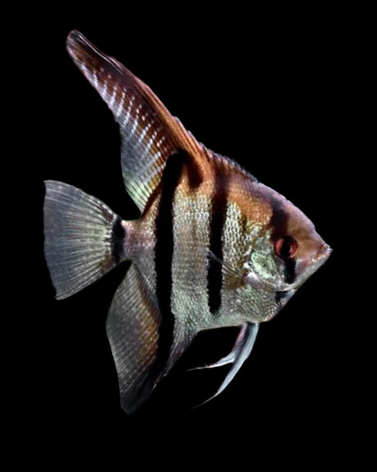 Freshwater Angelfish – Aquarium Gallery