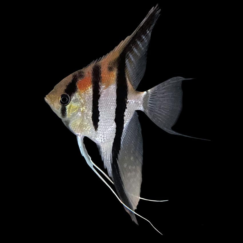 Angelfish Red Shoulder Manacapuru