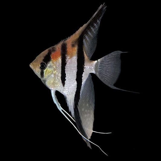 Angelfish Red Shoulder Manacapuru