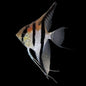 Angelfish Red Shoulder Manacapuru