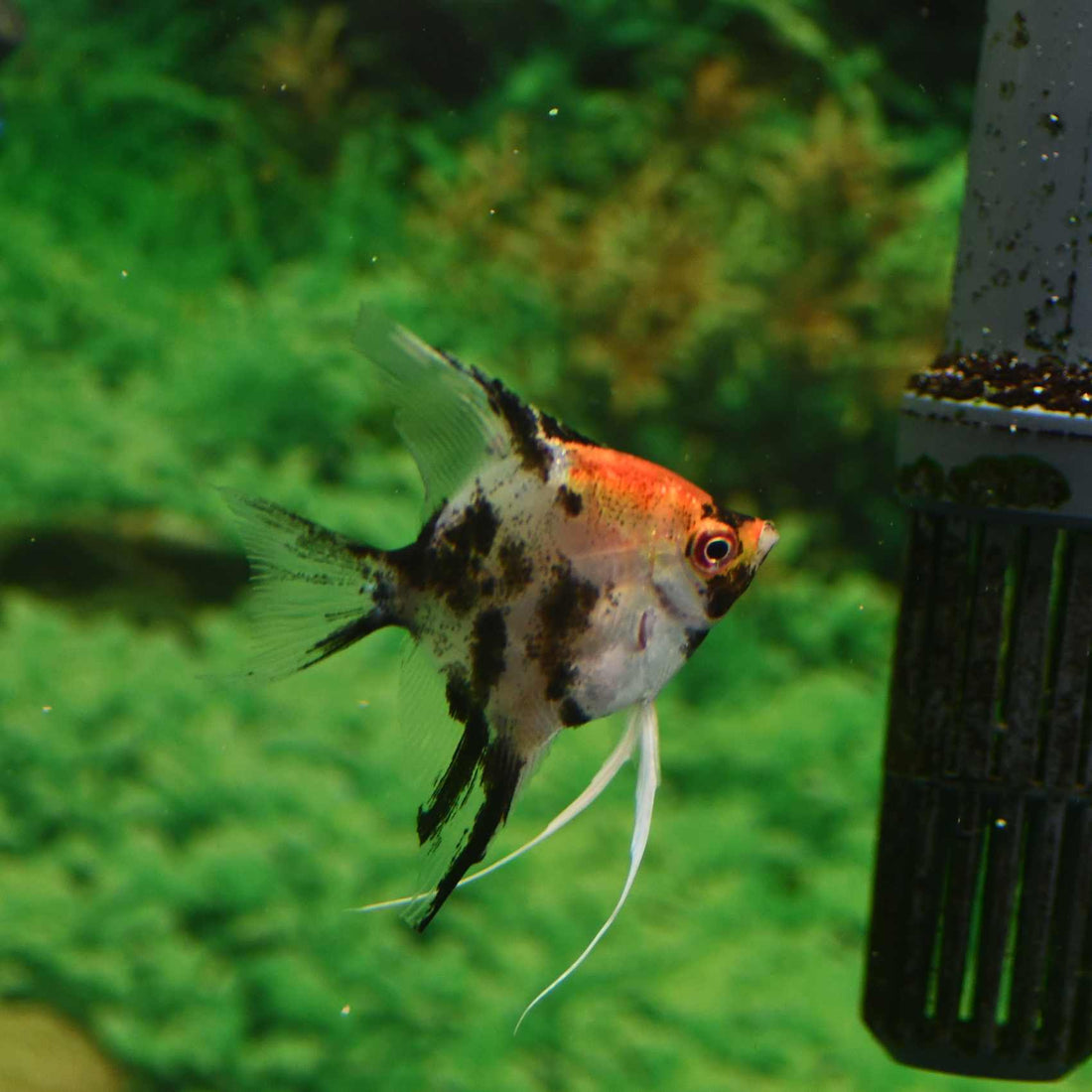Angelfish Red Devil 4cm – Aquarium Gallery