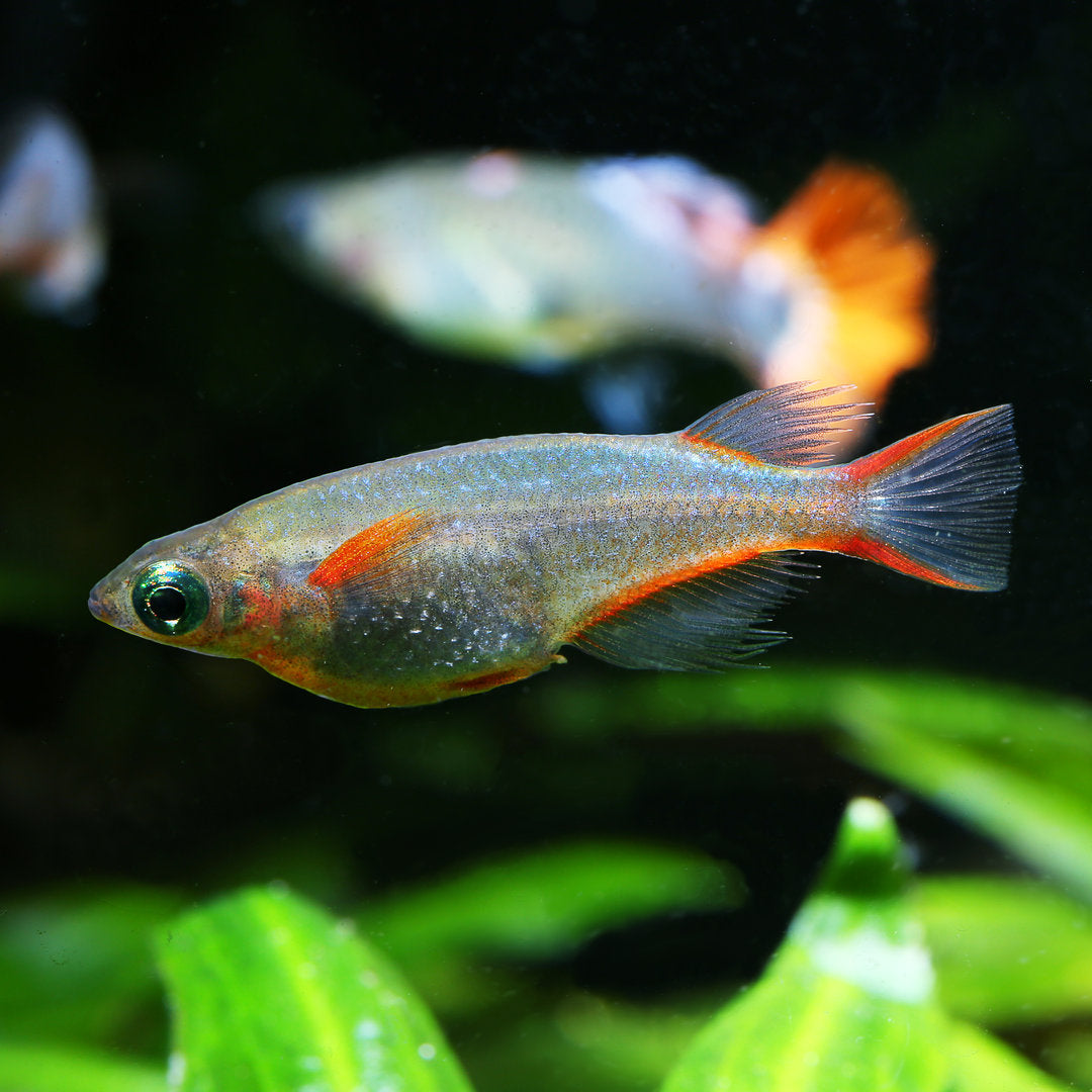 Rice Fish - Neon Blue (Oryzias woworae) – Aquarium Gallery
