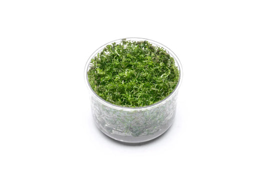 TC Rotala Wallichii