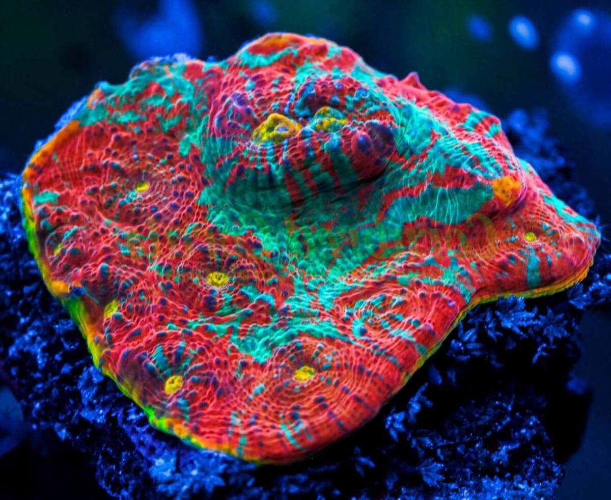 Chalice Corals (Echinophyllia, Oxypora, Mycedium sp.) – Aquarium Gallery