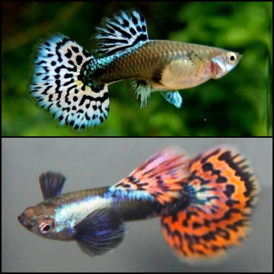 Guppy Platinum Red Mosaic Dumbo PAIR