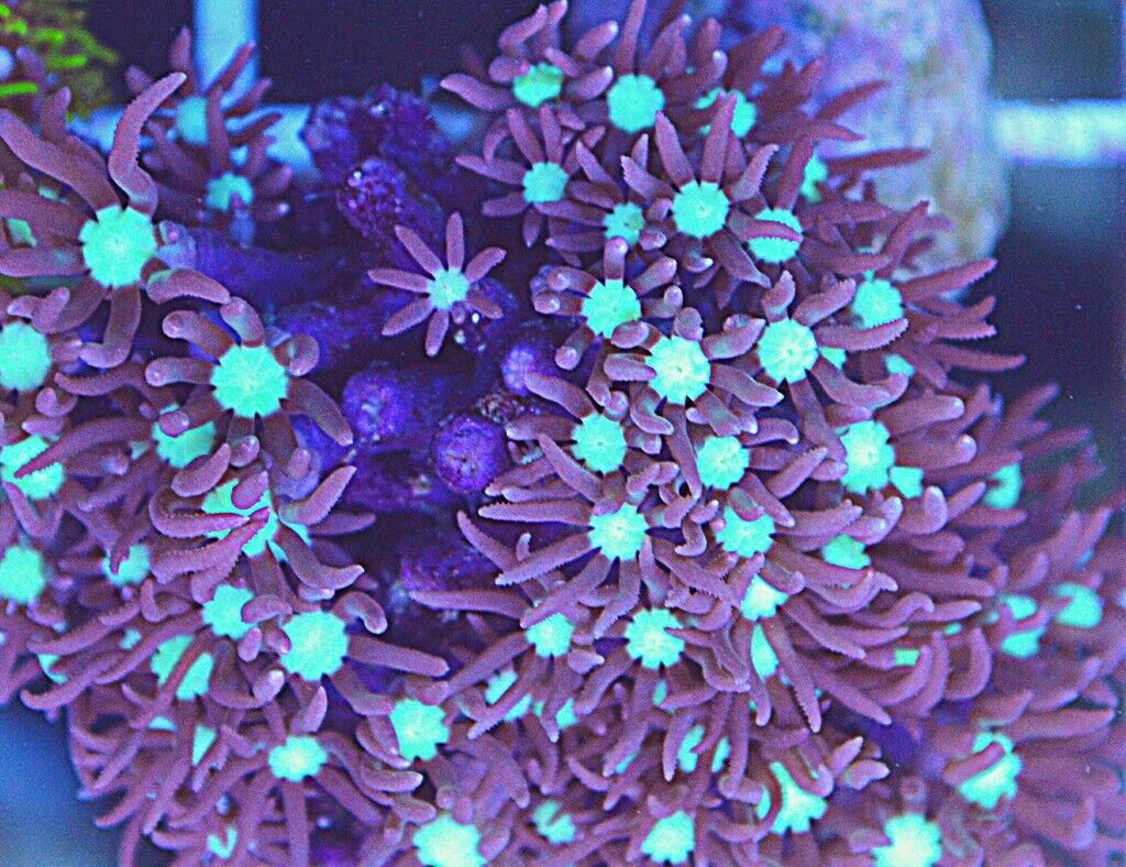 Star Polyps (Briarium/Pachyclavularia sp.)