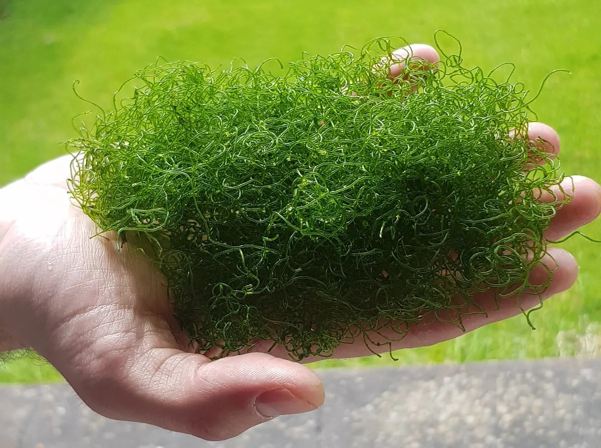 Macro Algae - Chaeto