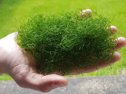 Macro Algae - Chaeto