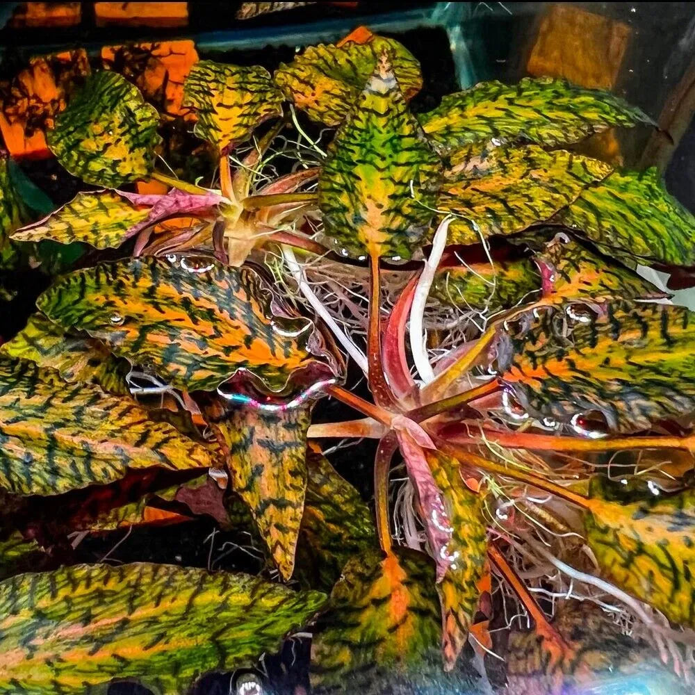 Cryptocoryne nurii 'tiger'