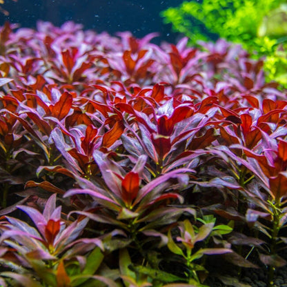 Ludwigia glandulosa