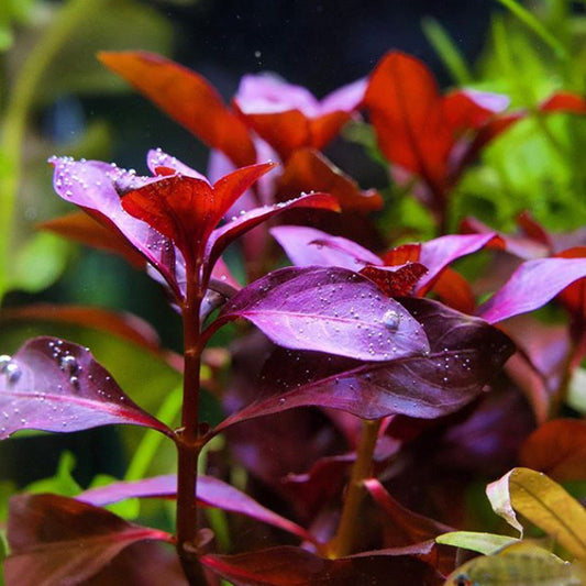 Ludwigia repens "Red Rubin"