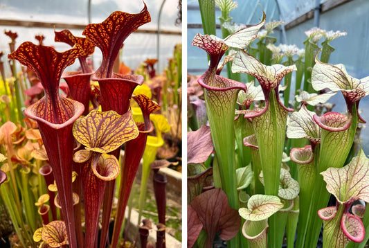 Pitcher Plants (Sarracenia sp.)