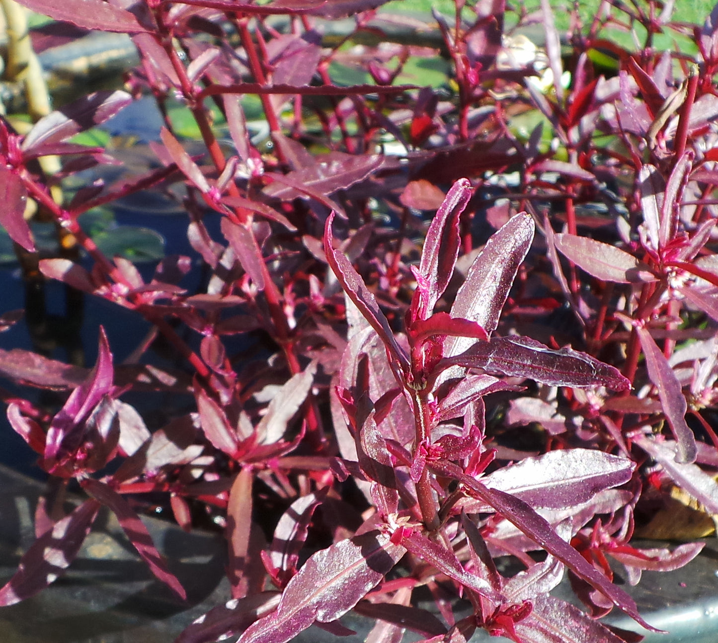 Alternanthera sessilis (Violet Alt) - *Bog Plant - Not True Aquatic*