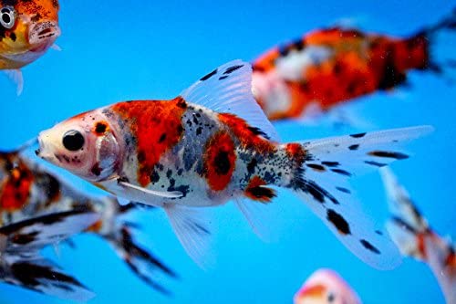 Goldfish - Shubunkin 5cm