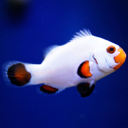 Clownfish - Wyoming Whites(Amphirion Ocellaris) *Captive Bred*