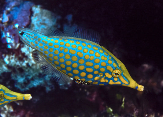 Filefish - Orange Spotted, Longnose "Rare" (Oxymonacanthus longirostris)