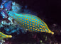 Filefish - Orange Spotted, Longnose "Rare" (Oxymonacanthus longirostris)
