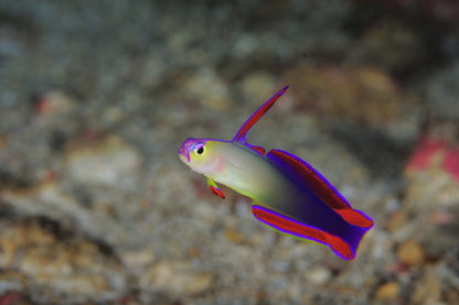Goby Purple Decora Dartfish (Nemateleotris decora)