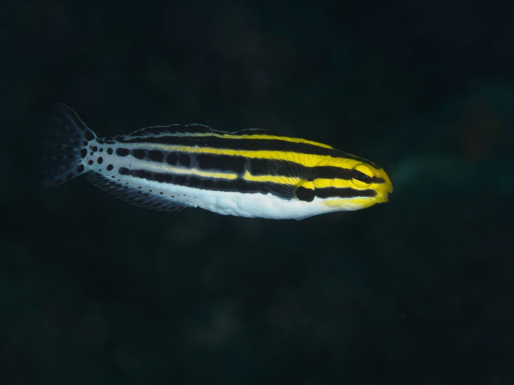 Blenny - Striped Fang (Meiacanthus grammistes)