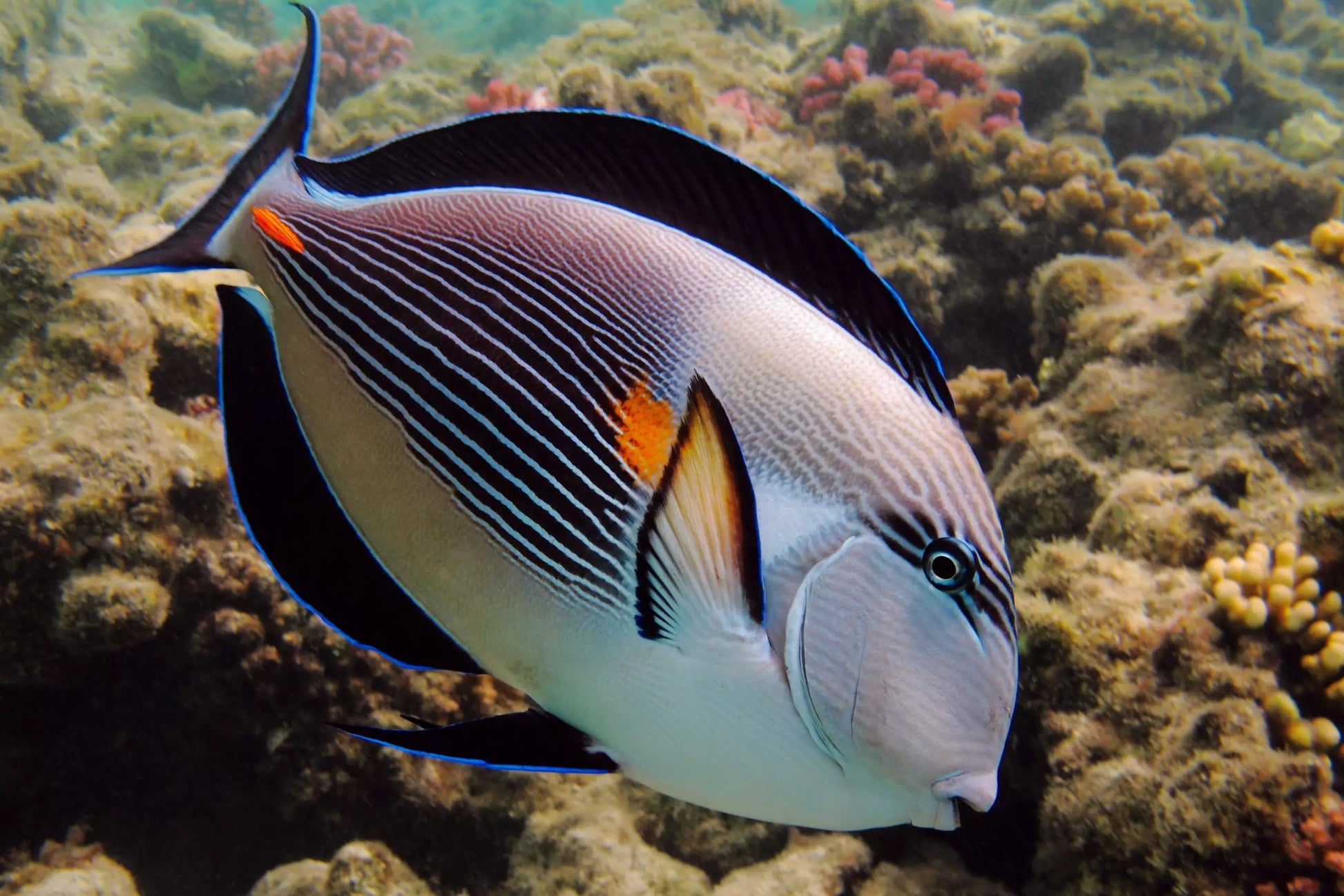 Sohal tang deals care