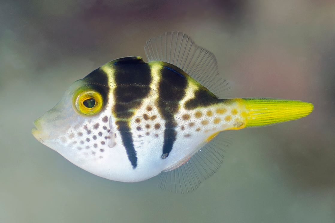 Filefish - Valentini Mimic (Paraluteres prionurus) "Very Rare"