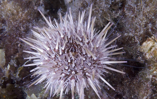 Urchin Mini White Spine Algae Eating 1.5"