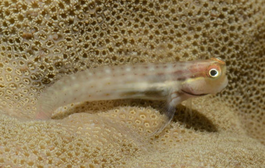 Blenny - Great Barrier Reef (Ecsenius stictus)