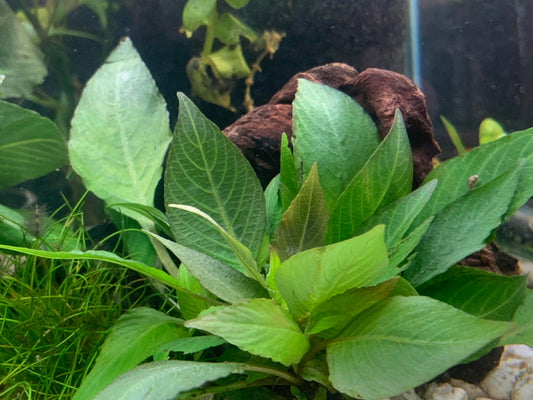 Hygrophila corymbosa "Compact" (Mini Green Temple)