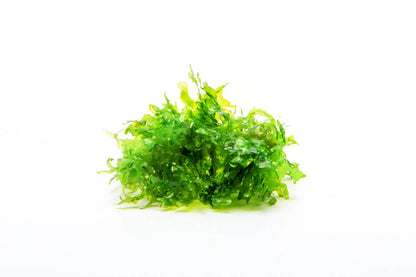 Moss - Pelia / Subwassertang (Monosolenium tenerum)