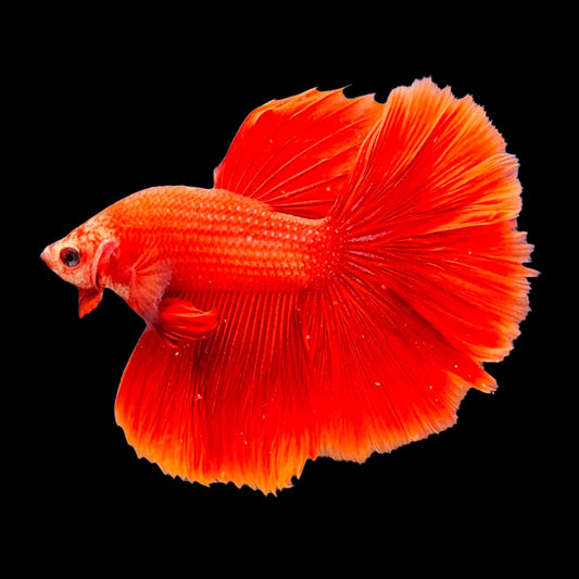Betta Halfmoon Male - Assorted