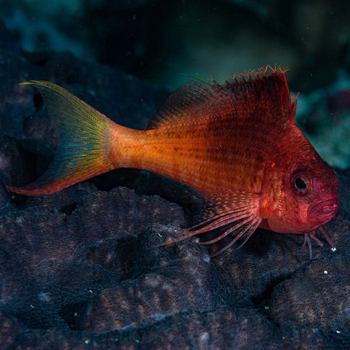 Hawkfish - Red/Swallowtail – Aquarium Gallery