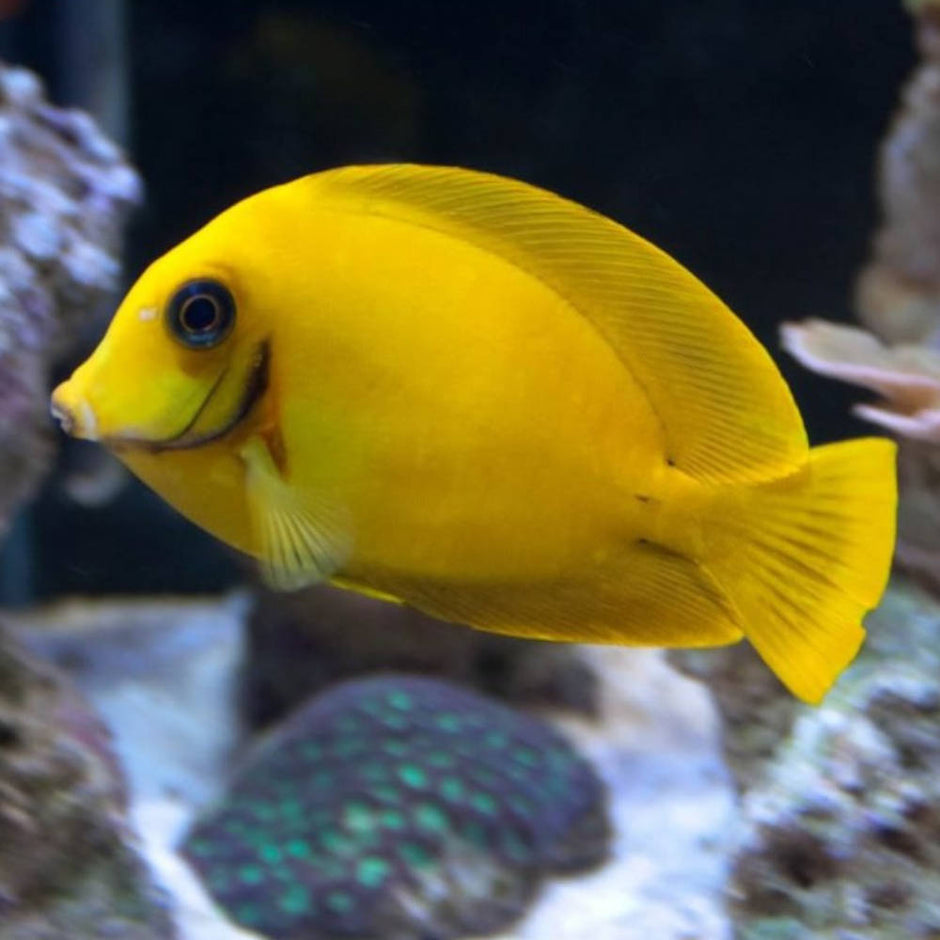Marine Tangs – Aquarium Gallery