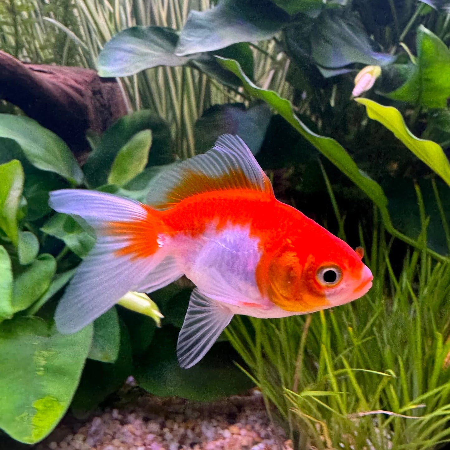 Goldfish - Fantail assorted