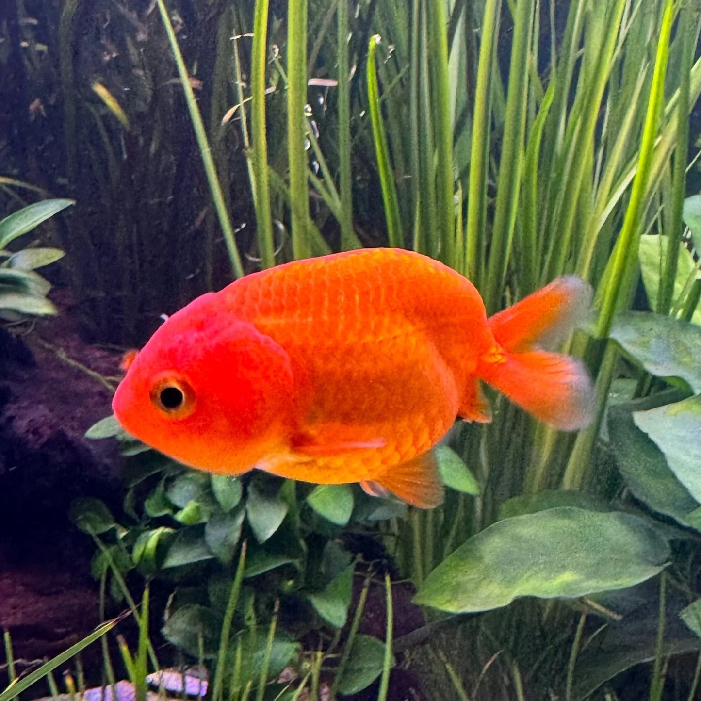 Goldfish - Ranchu assorted