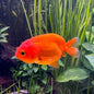 Goldfish - Ranchu assorted