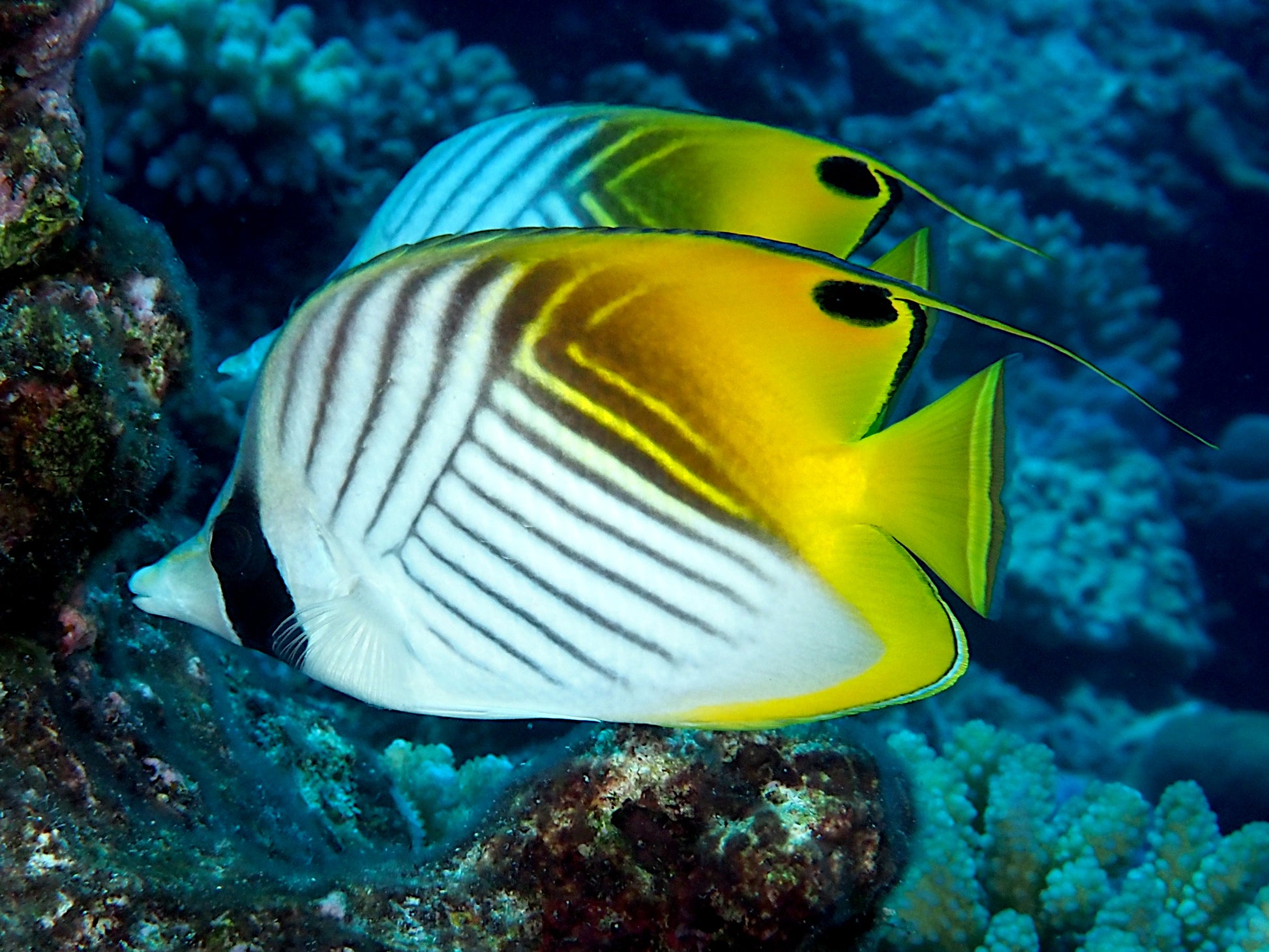 Threadfin Butterflyfish - Threadfin (Chaetodon auriga) – Aquarium Gallery