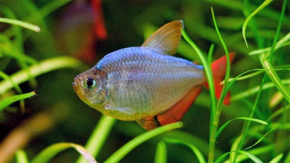 Tetra Red/Blue Columbian