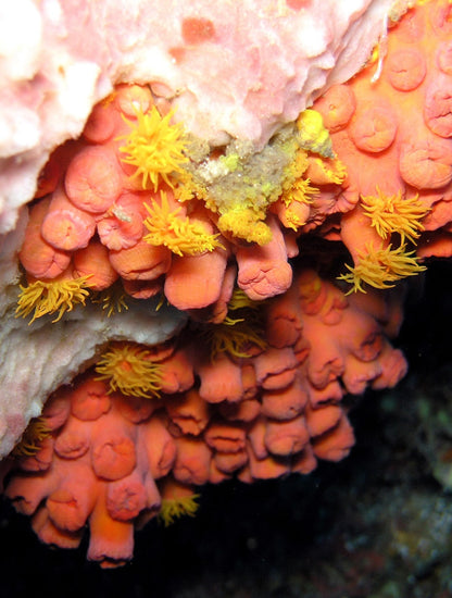 Dendrophyillia - Sun Coral