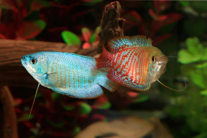 Freshwater Gourami – Aquarium Gallery