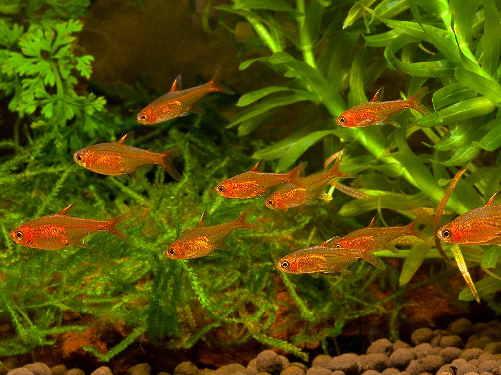 Tetra Ember