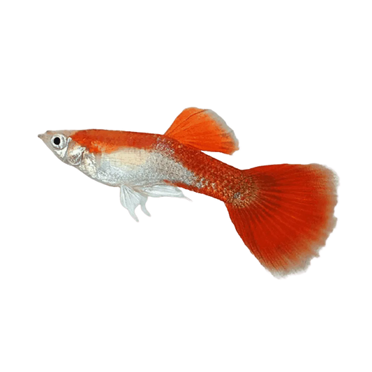 Guppy Blonde Red Tuxedo Male