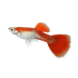 Guppy Blonde Red Tuxedo Male