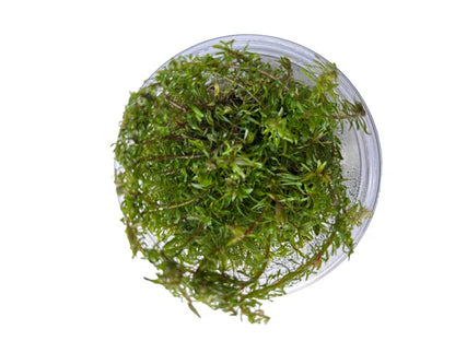 TC Rotala wallichii