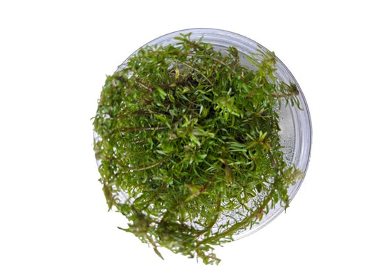 TC Rotala wallichii