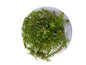 TC Rotala wallichii