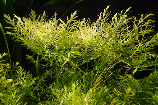 Hygrophila difformis (Water Wisteria)