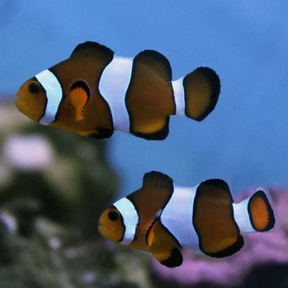 Clownfish - Chocolate/Mocha (Amphiprion ocellaris) *Captive Bred*
