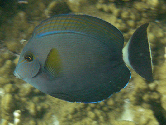 Tang WA Ring-tail (Acanthurus Grammoptilus)