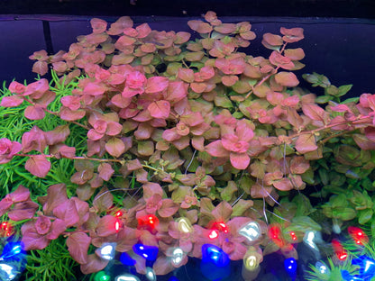 Ludwigia ovalis "Pink"